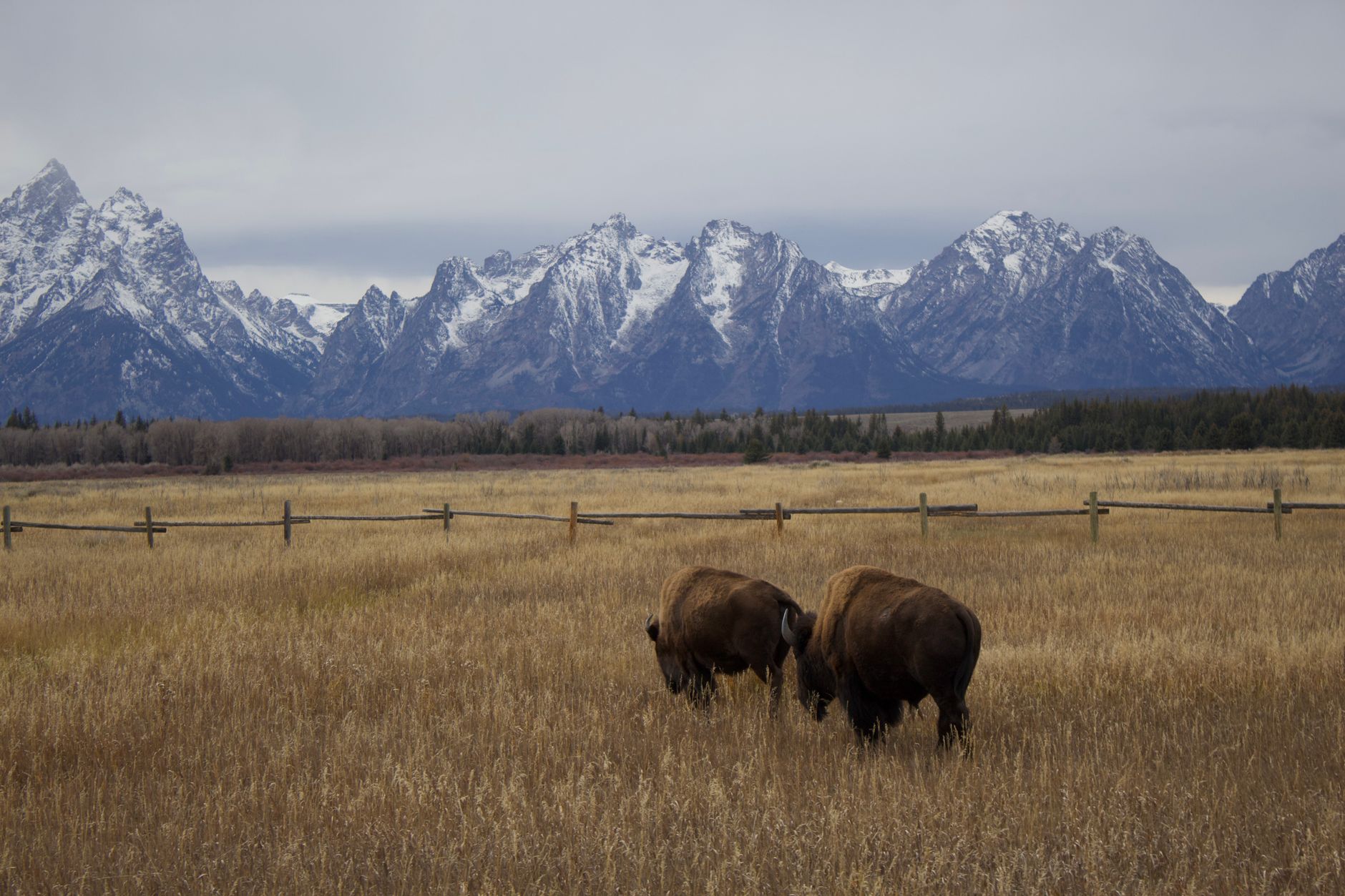Two bison graze peacefully in front of the stunning Grand Teton mountain range, showcasing nature's beauty.