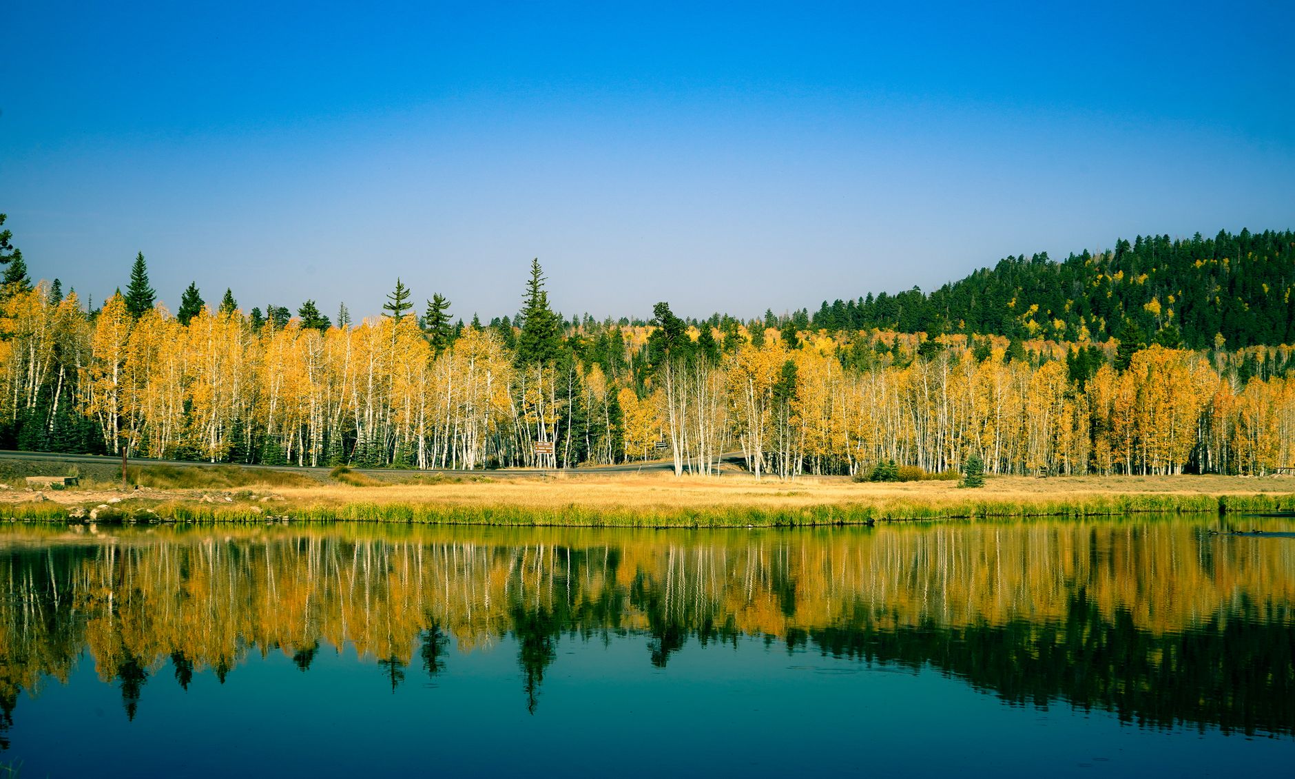 Vibrant fall scene with yellow aspen trees reflecting in a calm lake.