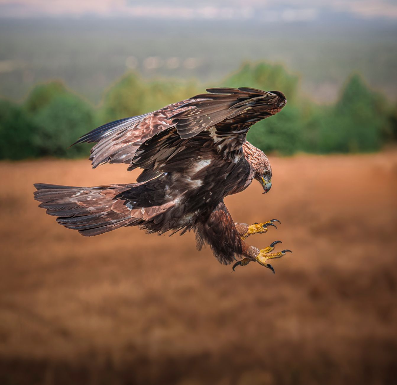 A golden eagle in mid-flight, showcasing its powerful wings and sharp talons, set against a blurred nature background.