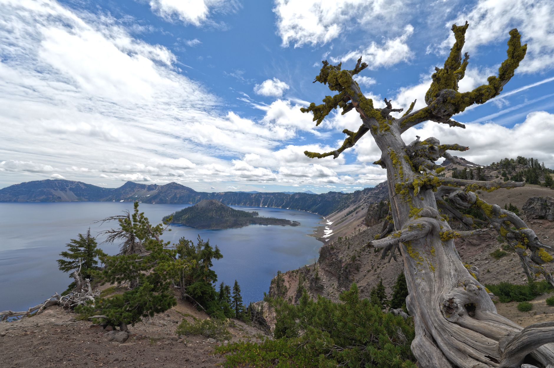 Breathtaking panorama of Crater Lake with a twisted tree in the foreground on a sunny day in Oregon.