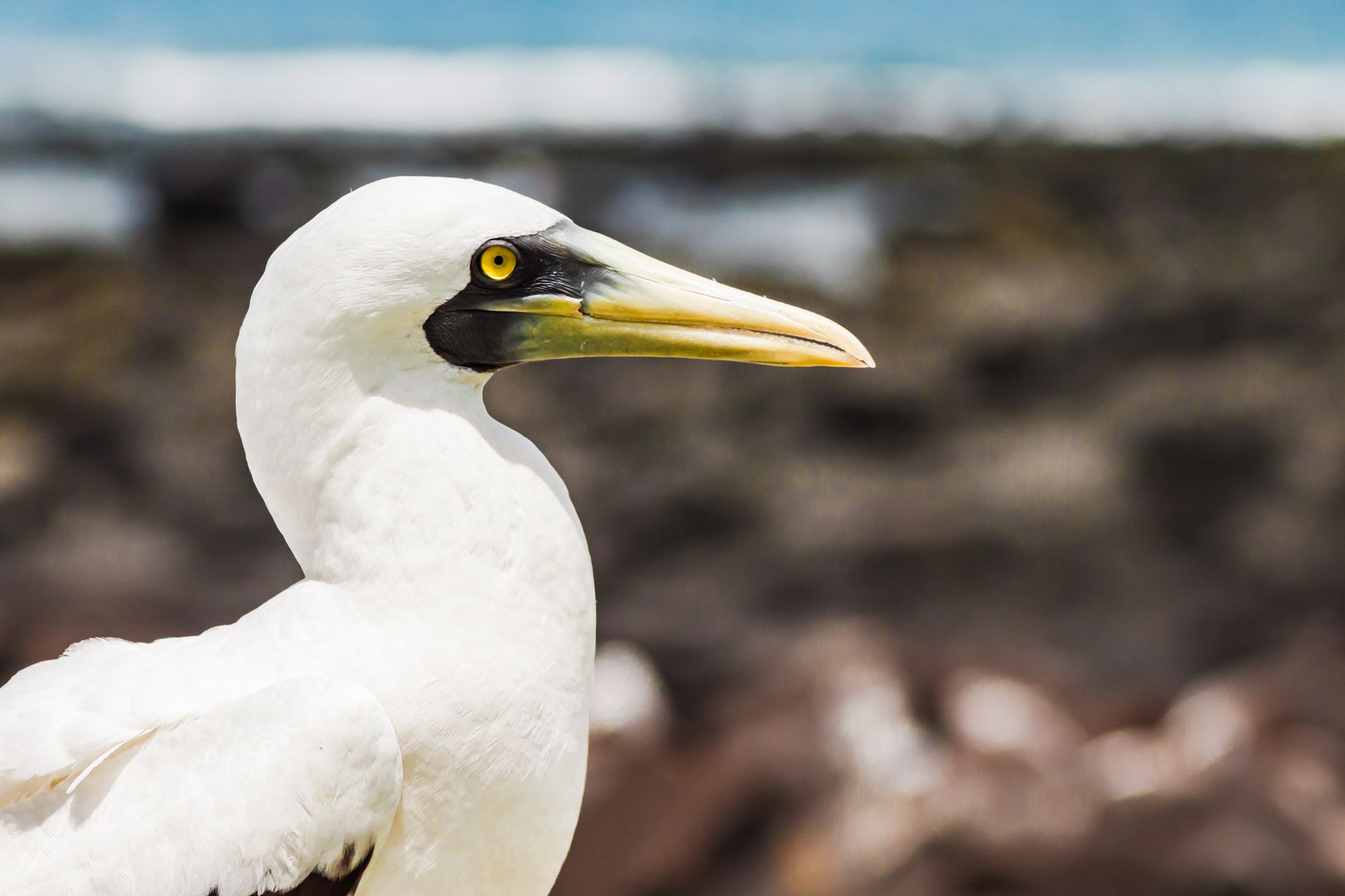 Profile view of a Masked Booby on a rocky beach in Brazil.