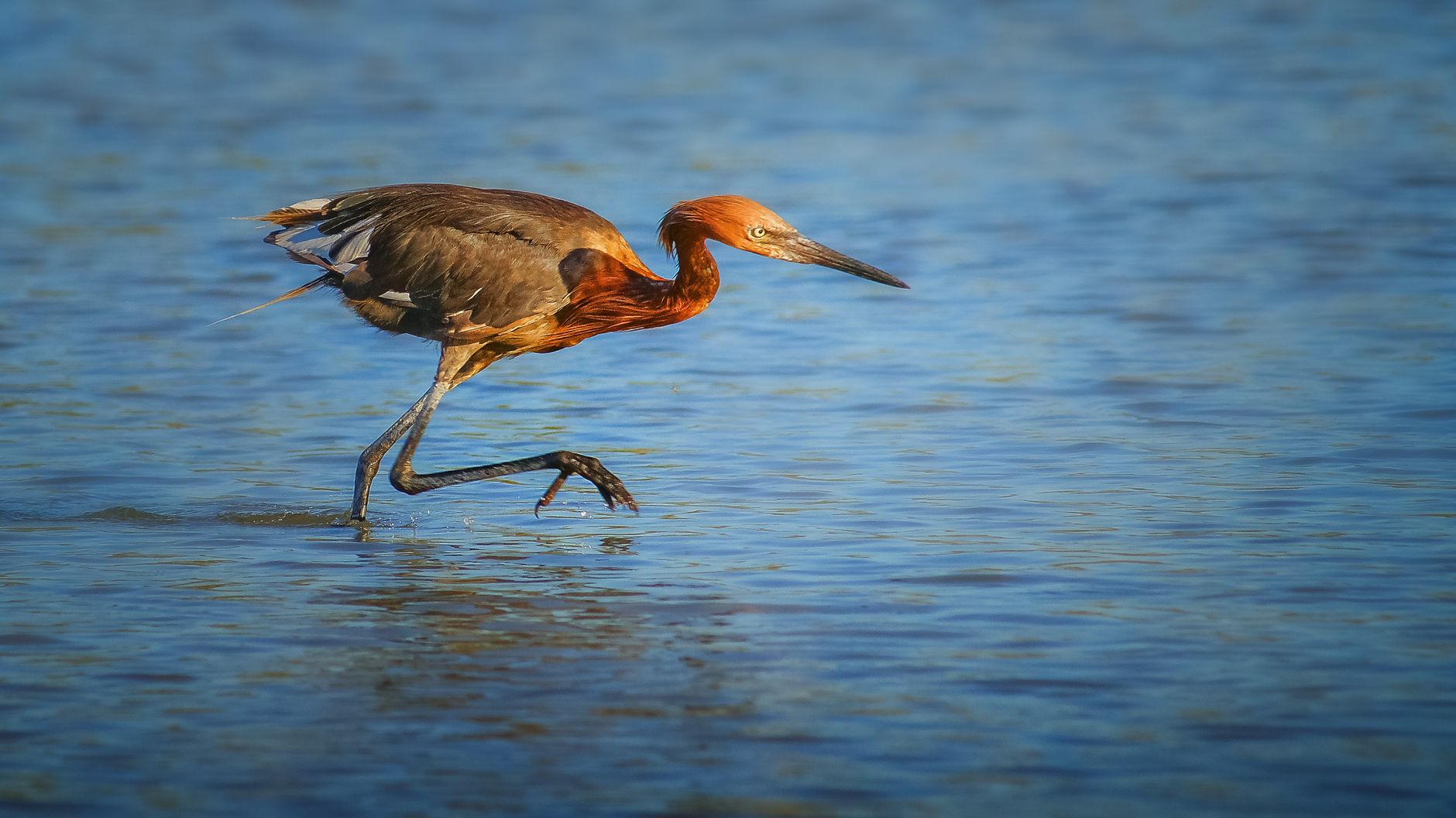 A Reddish Egret strides gracefully in shallow waters under a bright sky.