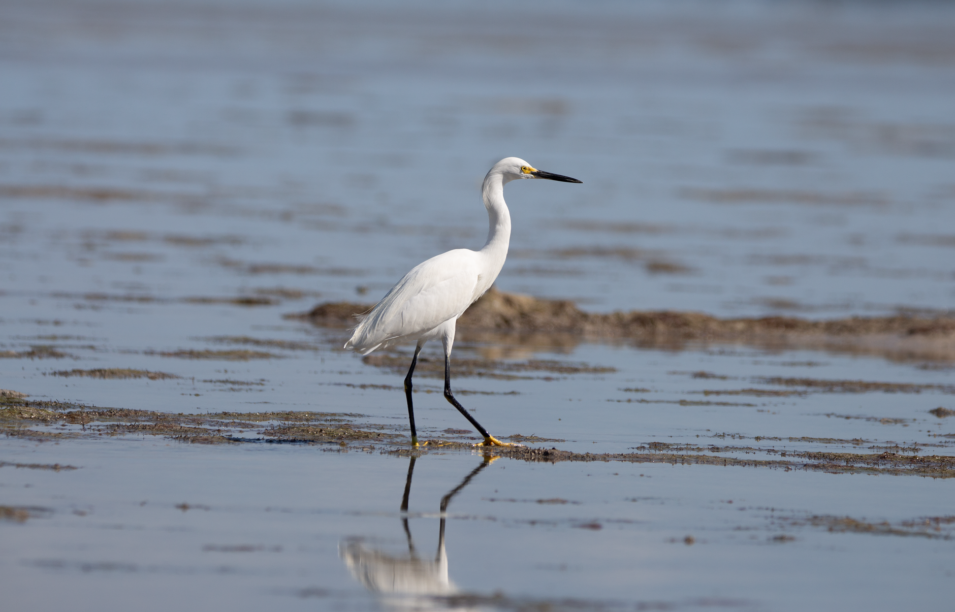 A snowy egret gracefully walking through the shallow waters of Florida's wetlands.