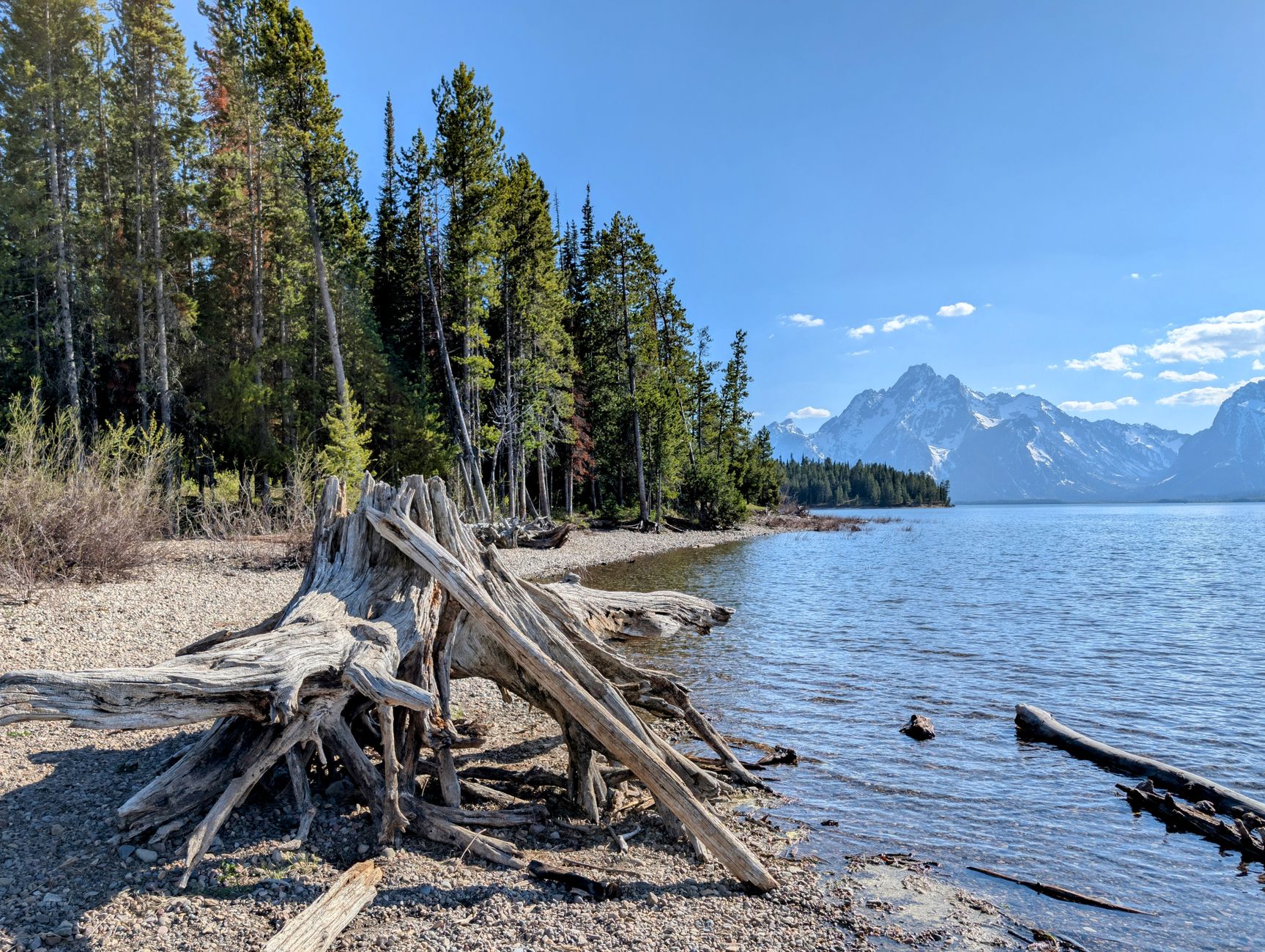 Beautiful driftwood on the shore of Jackson Lake with majestic mountains in the background.