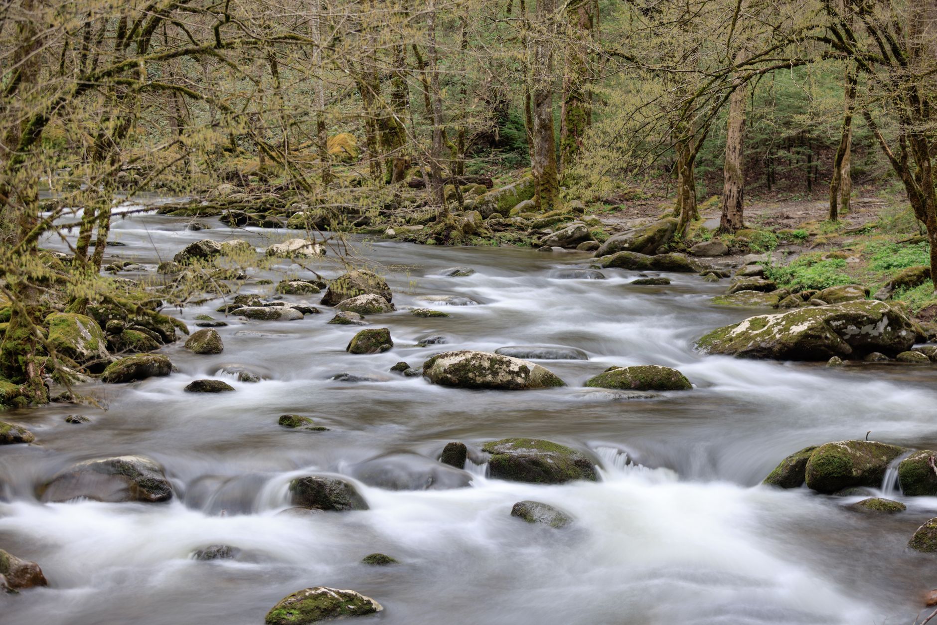 Beautiful long-exposure shot of a forest stream in Tennessee, highlighting tranquil nature.