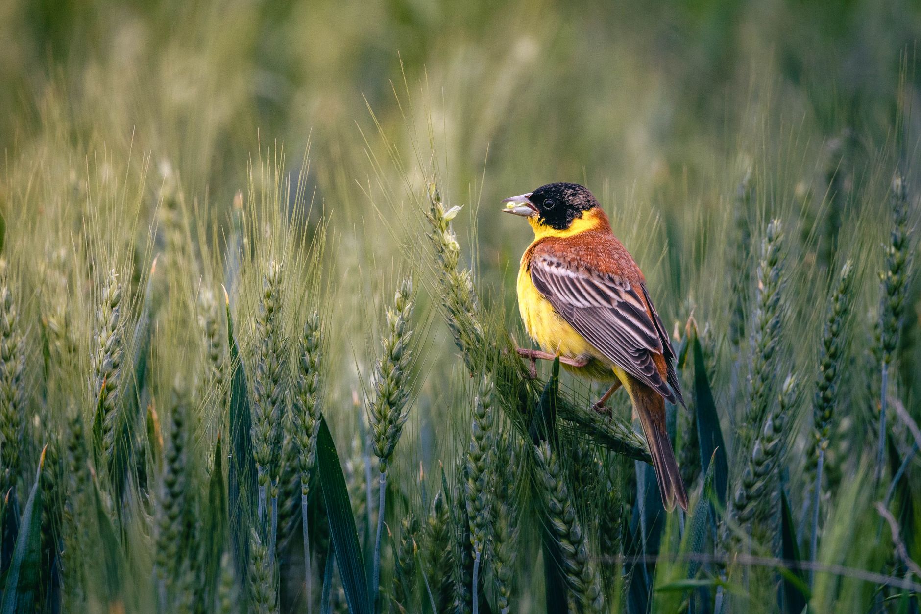 A vibrant yellow-breasted bird sits among the lush green wheat under the summer sun.