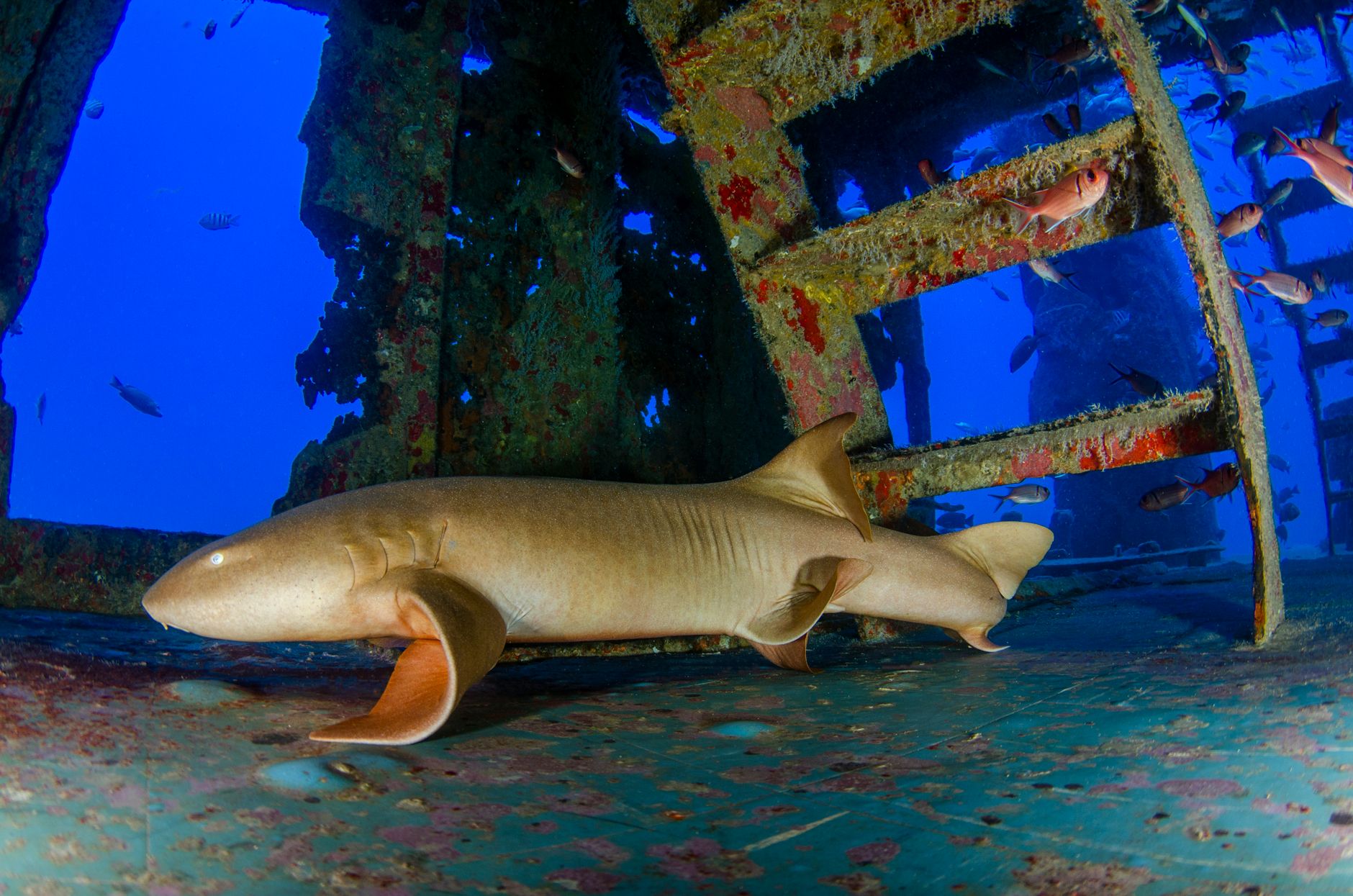 A captivating image of a nurse shark resting inside an underwater shipwreck surrounded by colorful fish.