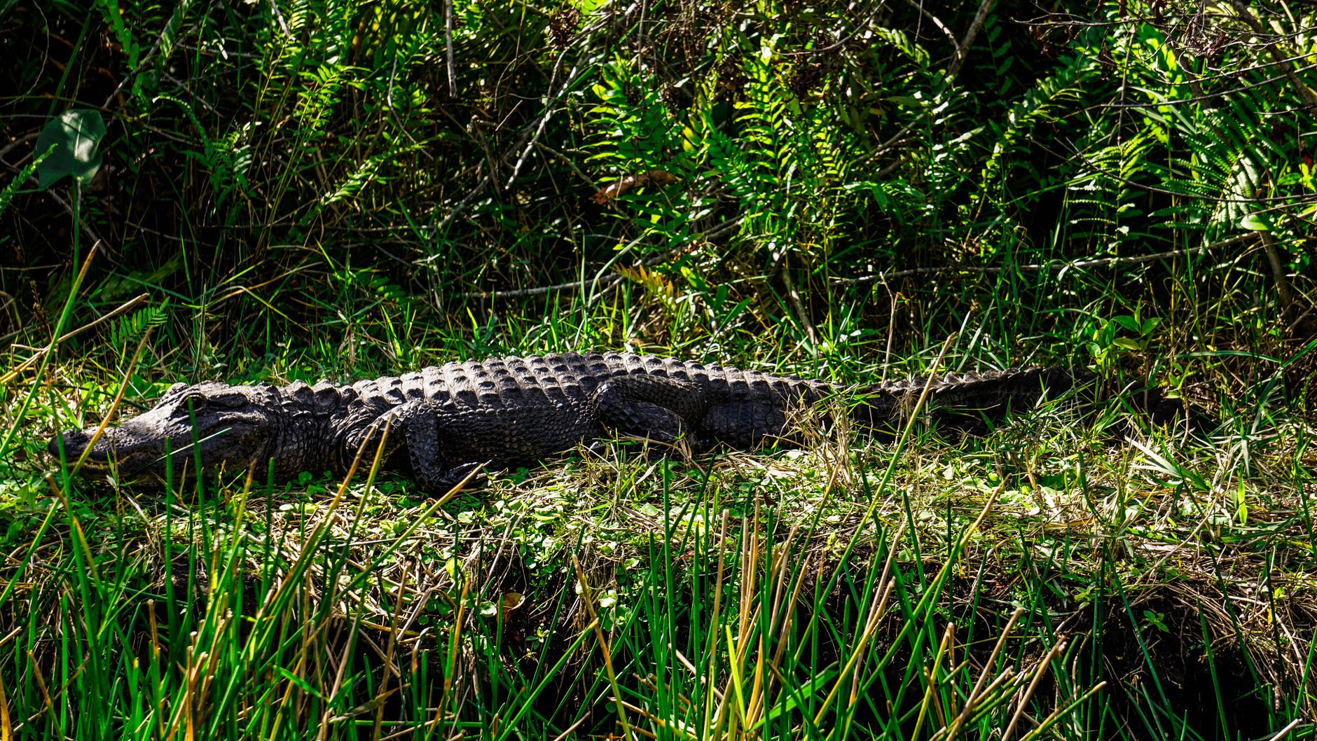 Close-up of an American alligator basking in Florida wetlands, showcasing natural habitat.