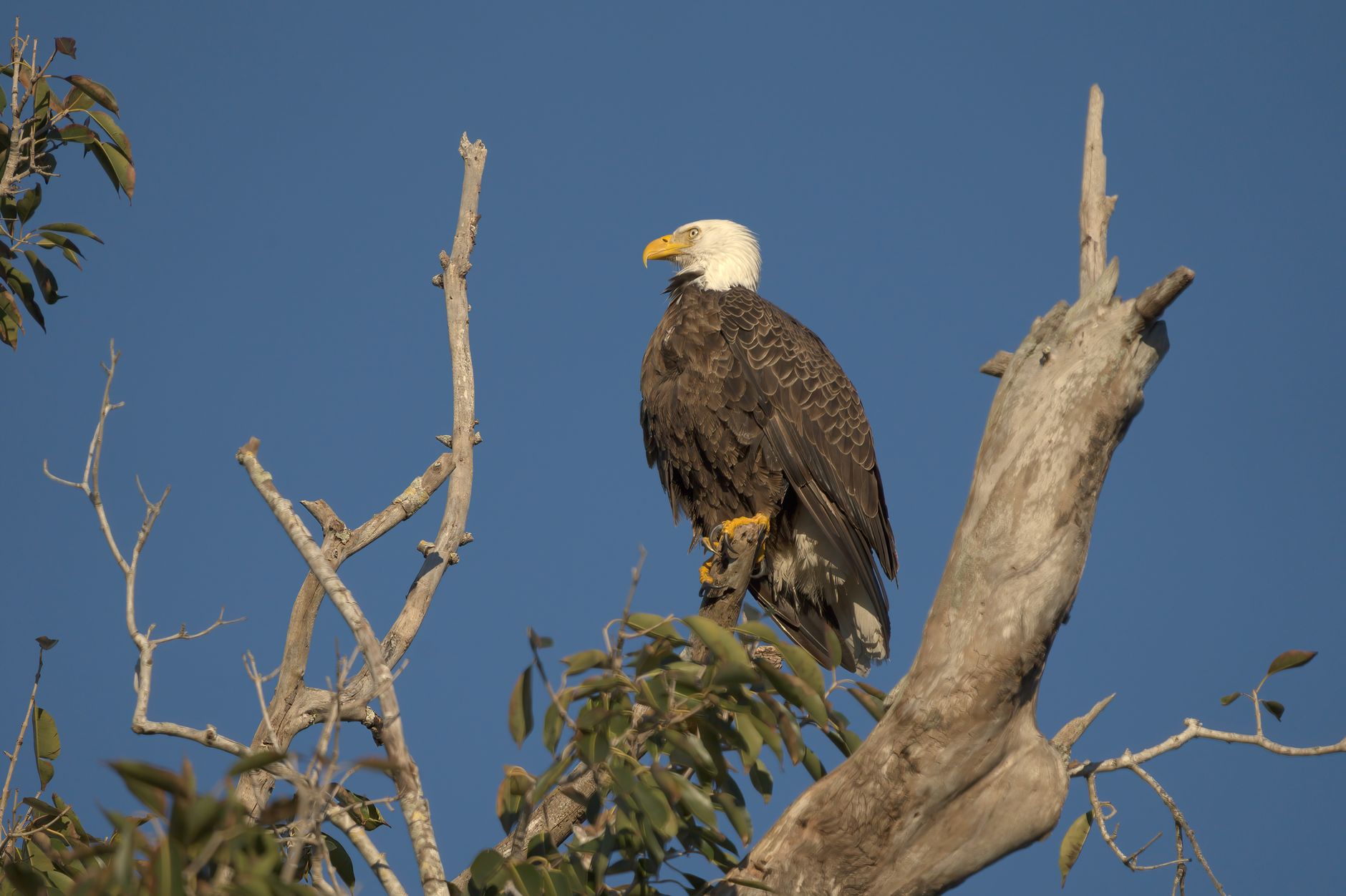 A majestic bald eagle perched on a tree branch against a clear blue sky in Bradenton, Florida.