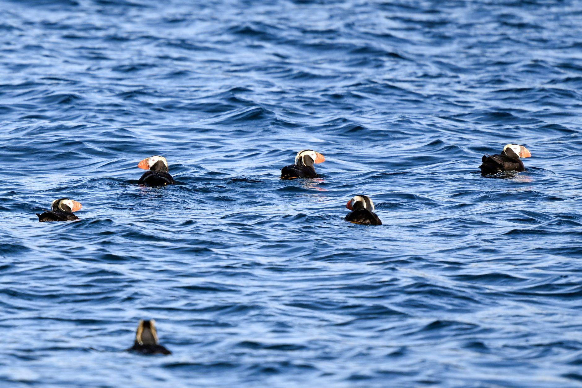 A group of puffins swimming on the serene blue waters of Alaska.