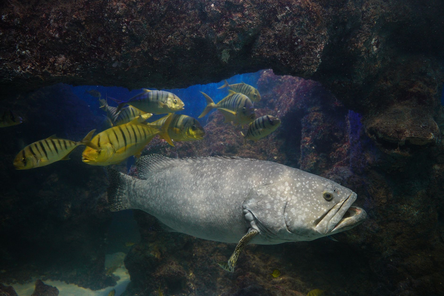A stunning underwater view featuring a large grouper and a school of small fish swimming through a coral reef.