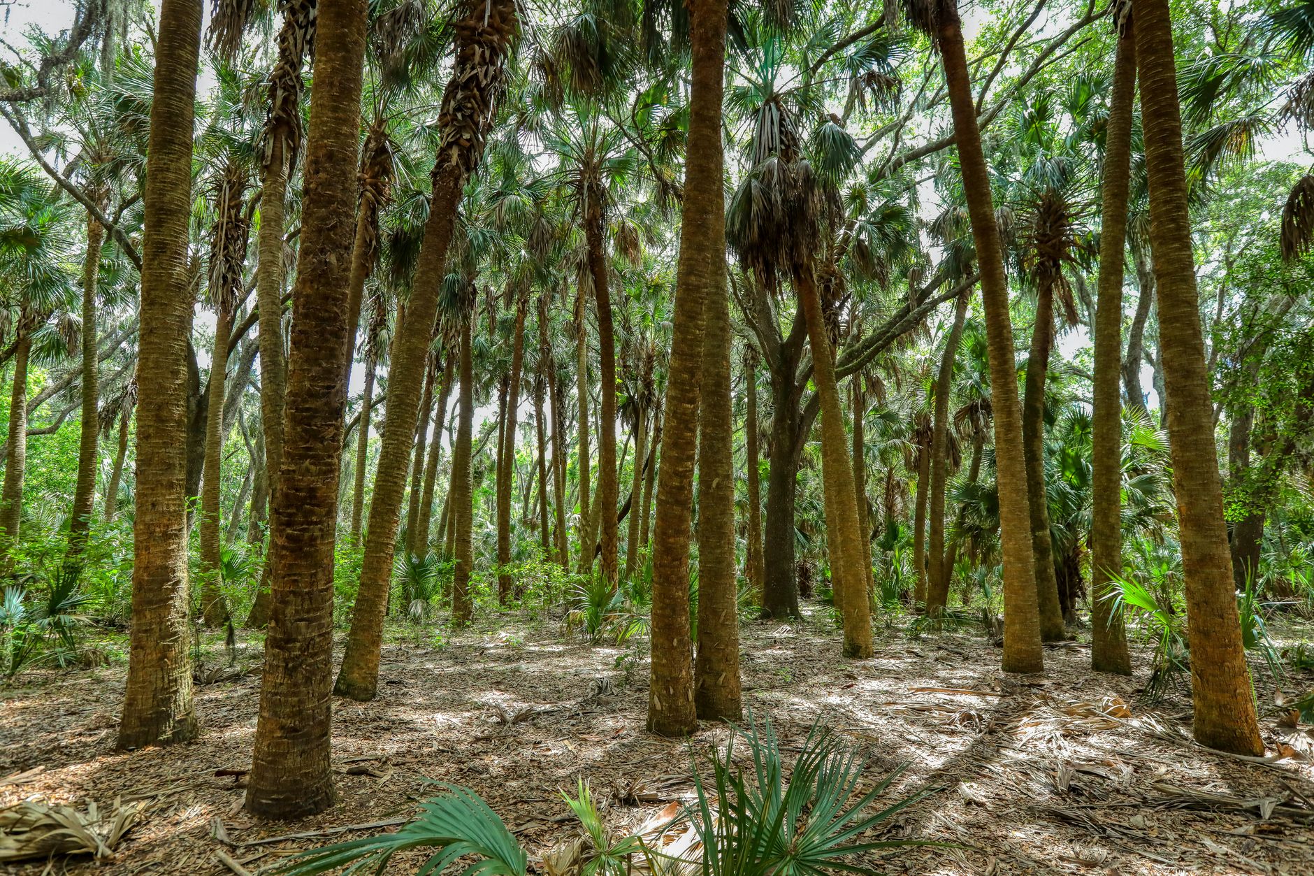 A vibrant view of palm trees in a dense forest in Sanford, Florida, showcasing natural beauty and greenery.