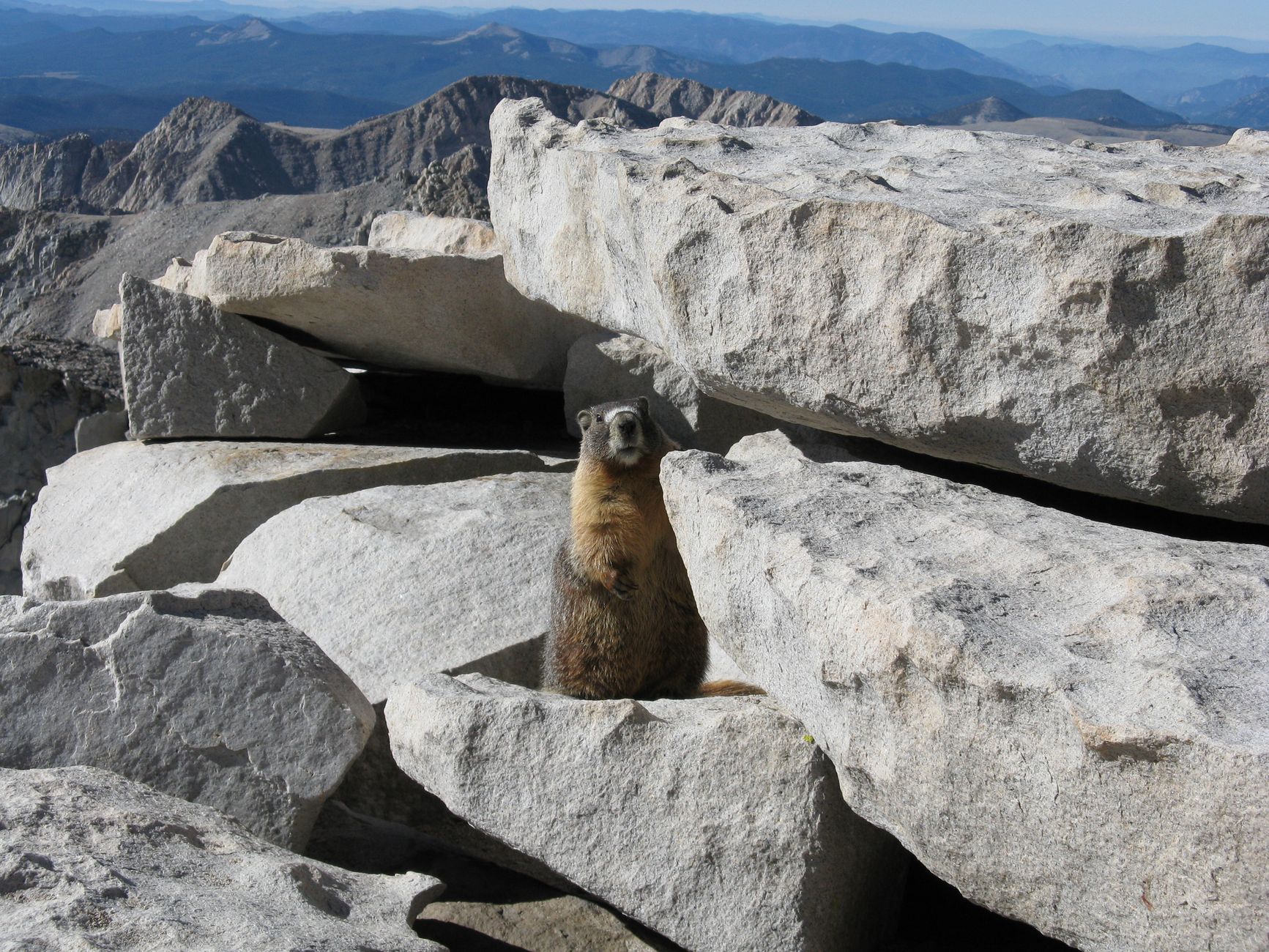 Yellow-bellied marmot perched on rocky mountain ledge with panoramic valley view.