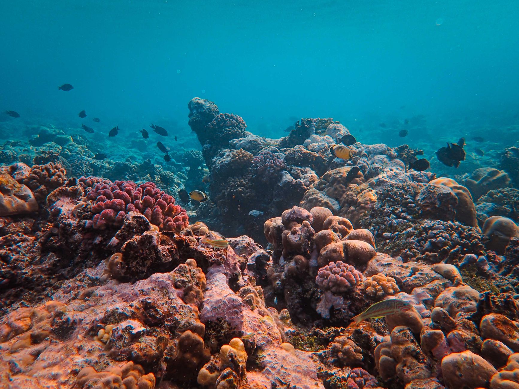 A vibrant underwater scene showcasing coral reefs teeming with diverse marine life.