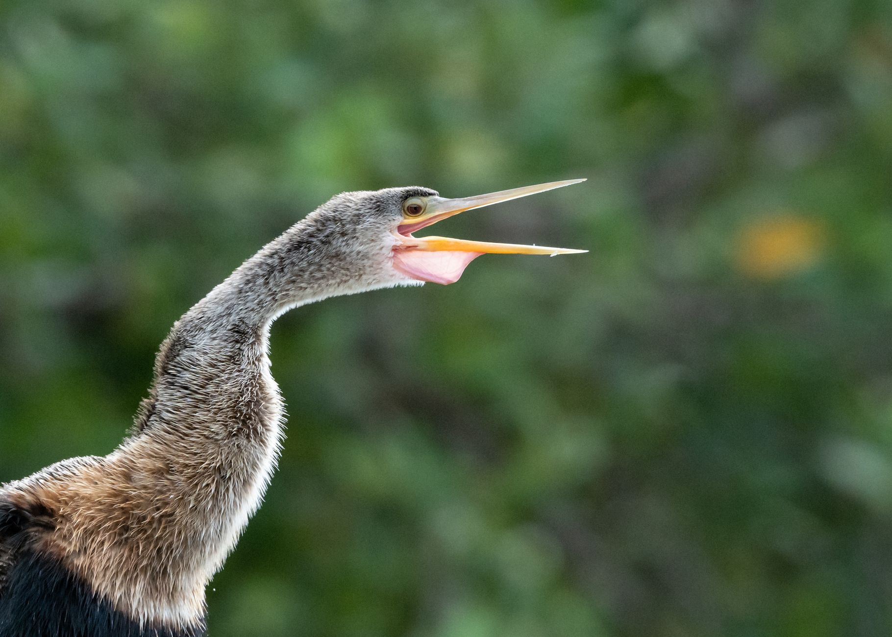 Detailed close-up of an Anhinga in natural habitat, showcasing its distinctive beak and plumage.