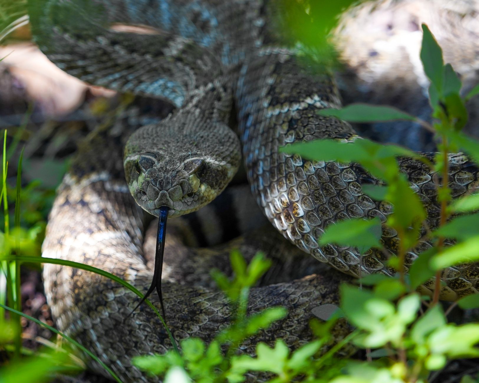 Detailed close-up of a rattlesnake in the wild, showcasing its scales and forked tongue.