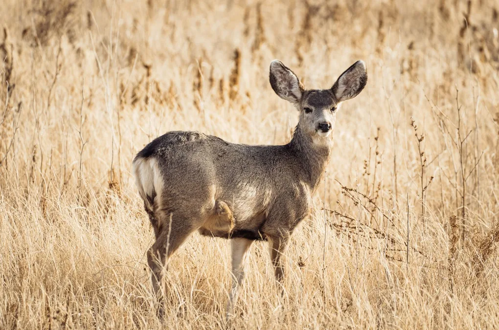 Mule deer doe with prominent ears stands alert in meadow surrounded by sagebrush at Great Basin