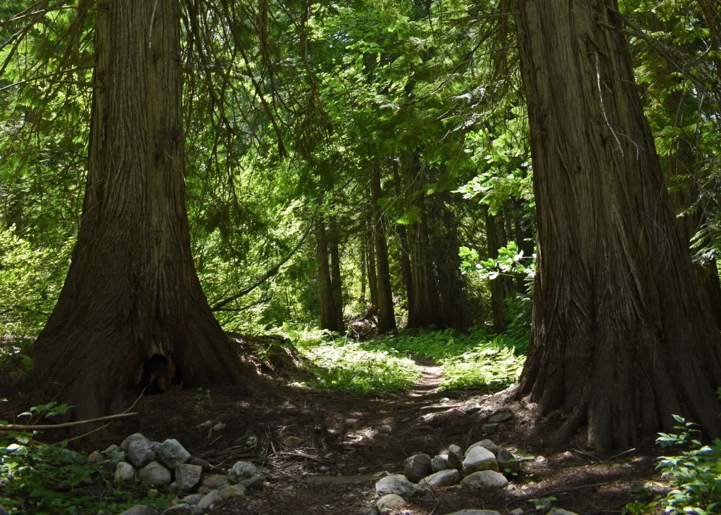 Old Wagon Trail to Bridge Creek
