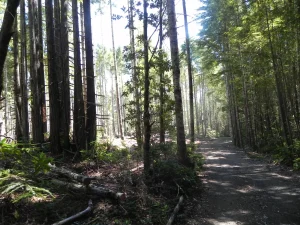 An old gravel road through a forest