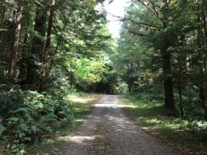 Skinny trees line either side of dirt road.