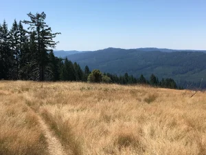 Brown grass waves on a hillside. Forets cover the hills on the far side of the valley.