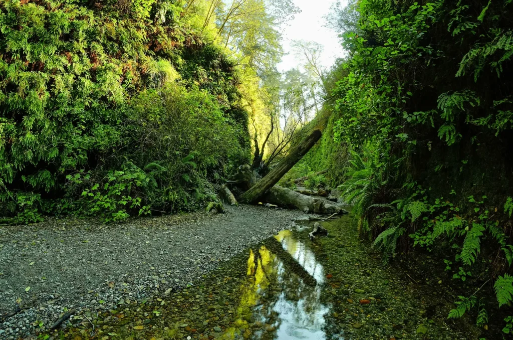 Fern Canyon Loop Trail