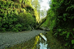 Calm creek and cobbles. Steep walls on either side of the creek are covered with green ferns.