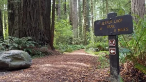 A brown sign is next to a trail lined with red needles. A large redwood tree is next to the trail.