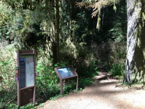 Two informational signs at the start of a trail. Redwoods line the side of the trail.