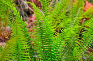 Closeup of fern leaves