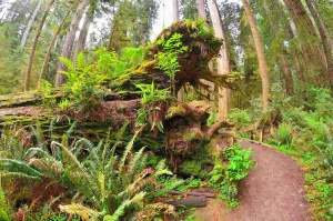A Short Walk in the Northern Part of the Redwoods