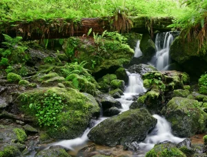 Fern and moss-covered rocks with water flowing over them.