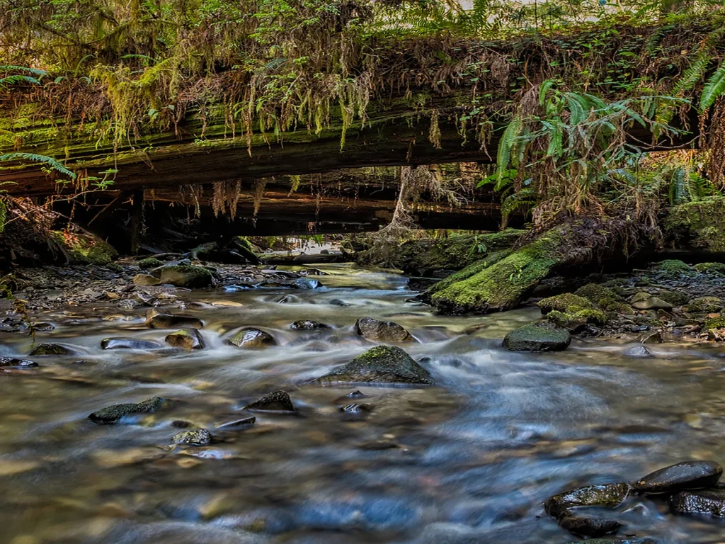 Walk the Karl Knapp (Prairie Creek) to Foothill Trail Loop
