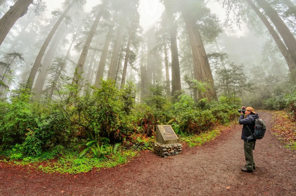 Walk the Lady Bird Johnson Grove