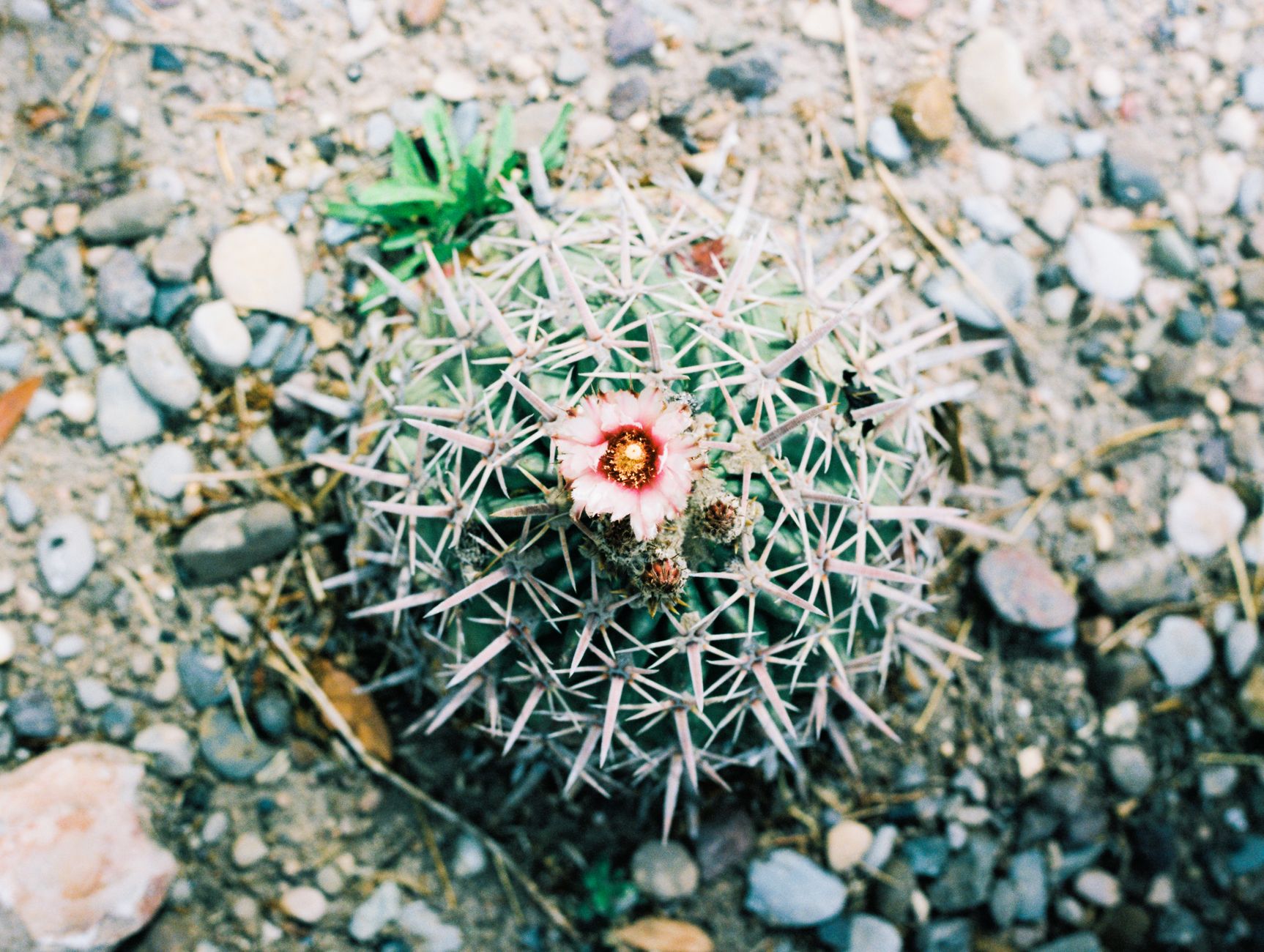 Detailed close-up of a cactus with a pink bloom in Marfa, Texas.