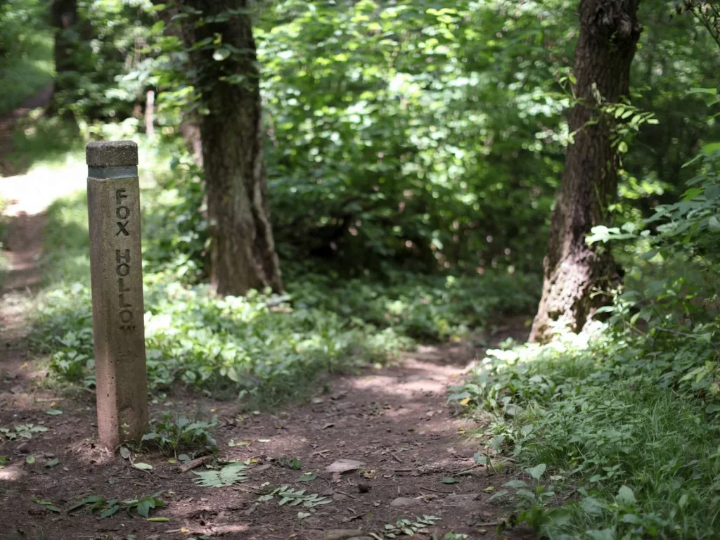 Fox Hollow Second Trail Post: The Fox Family