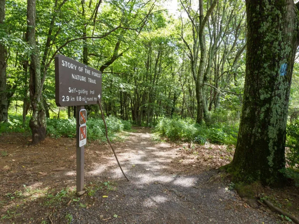 Story of the Forest