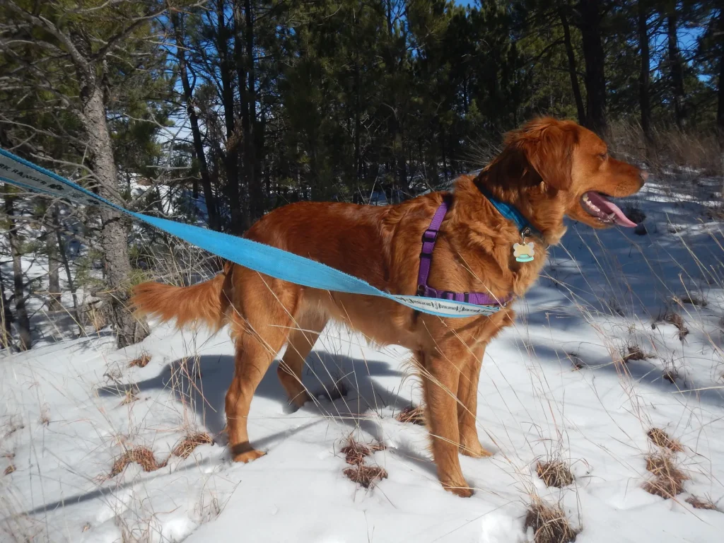 Pet Friendly Hikes