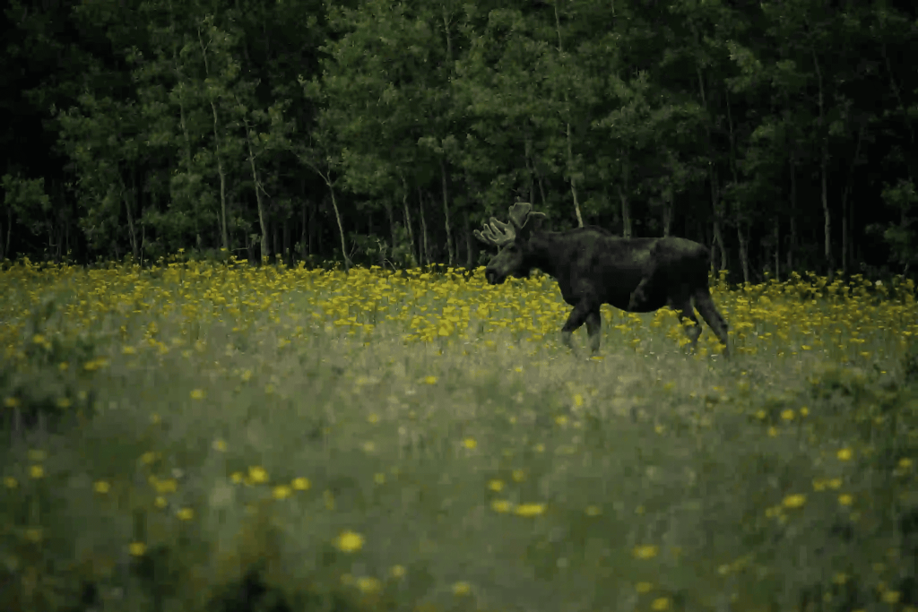 Are there Moose In Glacier National park