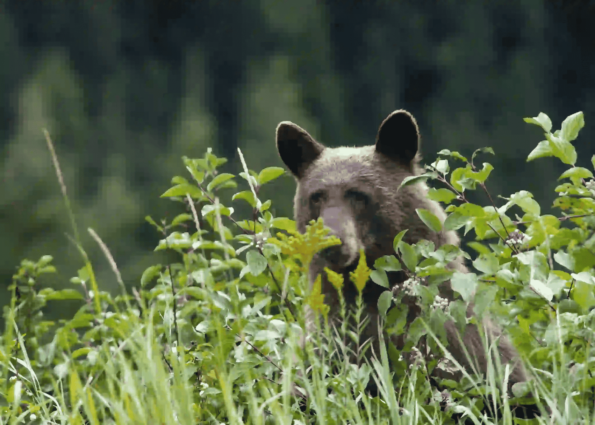Black bear foraging in a green meadow in Glacier National Park in early summer