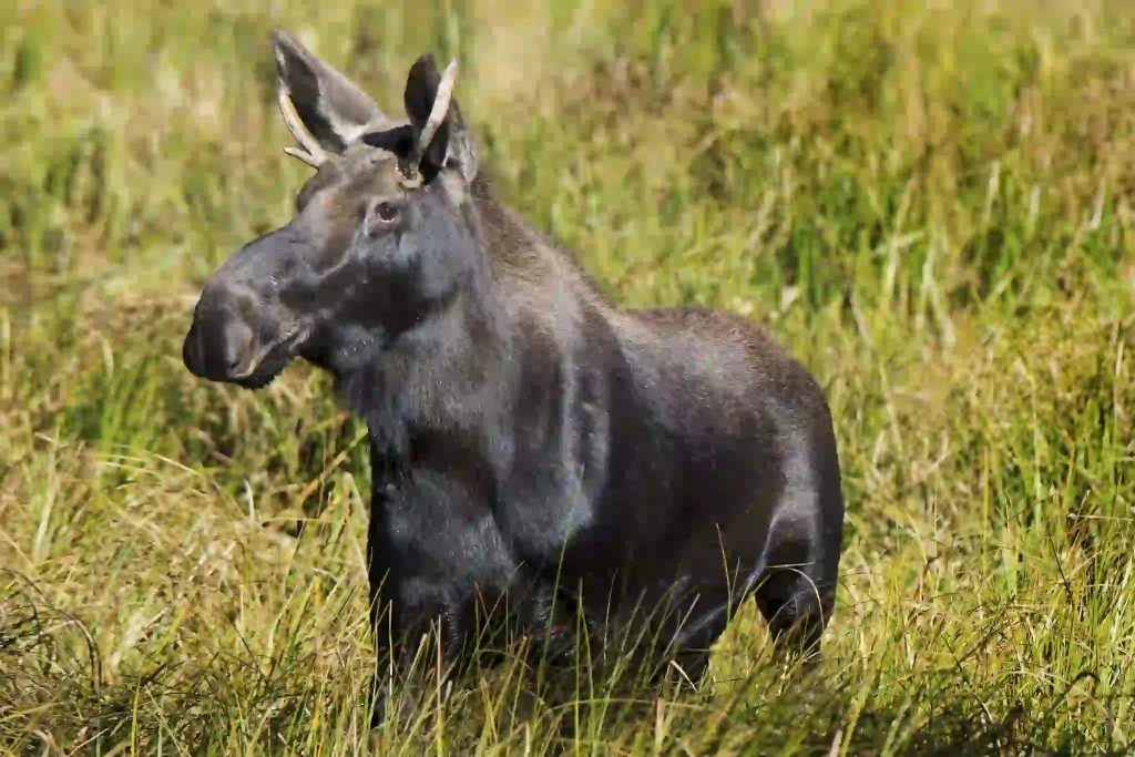 Are there Moose In Glacier National park