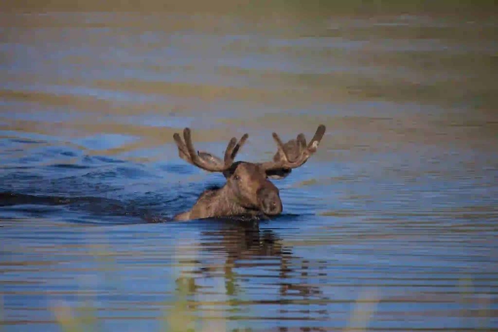 Are there Moose In Glacier National park