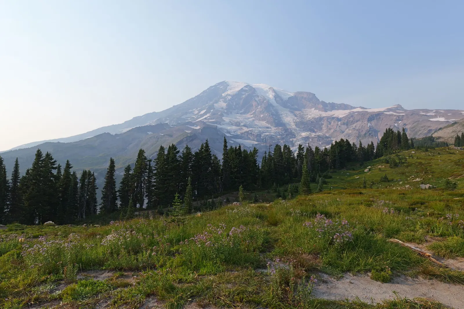 Stunning view of Mount Rainier in summer with evergreen trees and wildflowers.