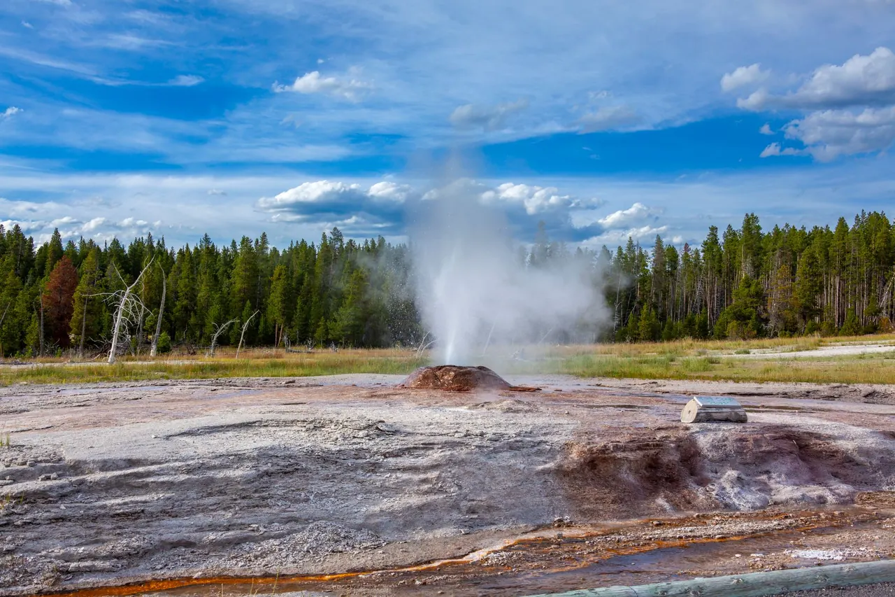 A geyser erupts amidst vibrant landscapes under a clear blue sky in Yellowstone National Park.